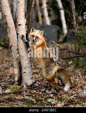 Renard rouge unique debout sur les pattes arrière par un bouleau au printemps dans son environnement avec un fond flou affichant des pattes de marque blanche.Renard. Banque D'Images