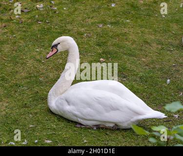 Mute Swan reposant sur l'herbe avec une vue latérale et montrant le plumage d'ange blanc dans son environnement et son habitat environnant.Portrait.Image. Banque D'Images