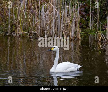 Toundra Swan nageant avec un fond flou montrant le plumage d'ange blanc dans son environnement et son habitat environnant. Banque D'Images