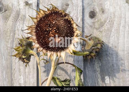 Tête de tournesol morte séchée, Helianthus annuus. Banque D'Images