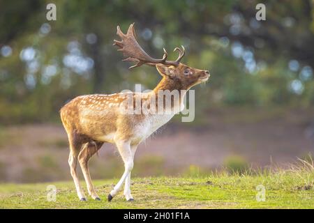 Cerf en jachère Dama Dama stag mâle pendant la saison de rutting. La lumière du soleil d'automne et les couleurs de la nature sont clairement visibles sur l'arrière-plan. Banque D'Images