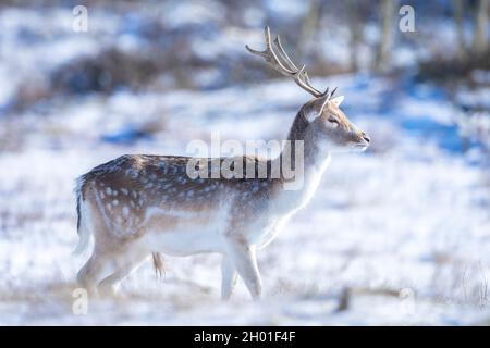 Cerf en jachère Dama Dama recherche dans la neige et la glace de la forêt d'hiver, une focalisation sélective est utilisée. Banque D'Images