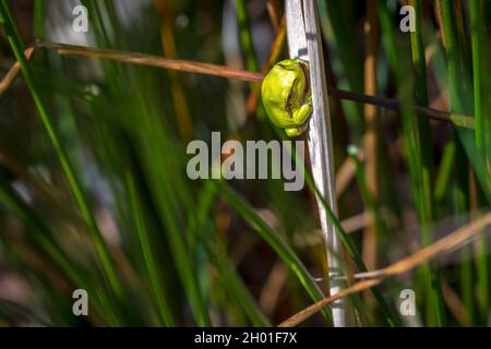 Libre d'une petite grenouille d'arbre européen, Rana Hyla arborea arborea, se reposant dans un buisson ardent chauffage jusqu'au soleil. Banque D'Images