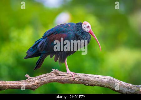 Gros plan d'un ibis Geronticus calvus chauve du sud perché dans un arbre Banque D'Images