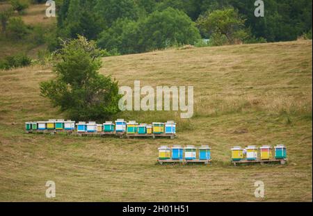 Ruches d'abeilles sur l'herbe verte dans un champ en Europe Banque D'Images