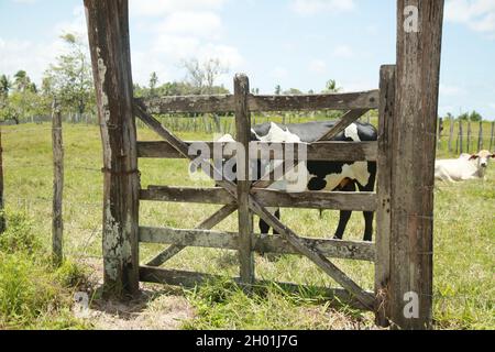 conde, bahia, brésil - 8 octobre 2021 : gardien d'un ranch de bétail dans la ville de Conde, côte nord de Bahia. Banque D'Images