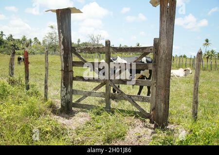 conde, bahia, brésil - 8 octobre 2021 : gardien d'un ranch de bétail dans la ville de Conde, côte nord de Bahia. Banque D'Images