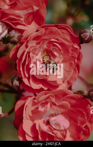 Une photo verticale d'une abeille sur le pollen de Damask s'est élevée dans le jardin sous la lumière du soleil Banque D'Images