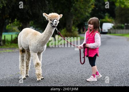 Photo : Velvet Hall Alpacas Akoya avec Teaghan Logan, 5 ans, le tout premier Golden Eagle Festival organisé par le Sud Banque D'Images
