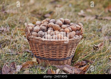 Les noix dans un panier Banque D'Images