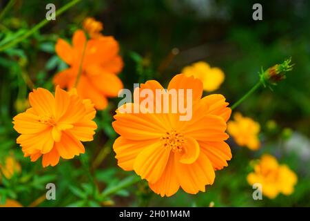 Fleur de cosmos d'orange (sulfureus) poussant dans le jardin Banque D'Images