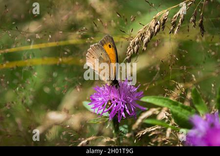 Un gros papillon de l'oeil de boeuf en gros gros plan à l'été sur une fleur en été, espace de copie Banque D'Images