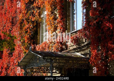 Le Creeper de Virginie d'automne coloré laisse sur le mur avec des fenêtres vintage.Automne, automne concept. Banque D'Images