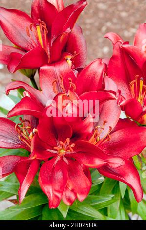 Gros plan d'un groupe de lys hybrides Red Asiatic Rocket minuscules en bordure A 1a) de sous-division avec des fleurs tournées vers le haut Banque D'Images