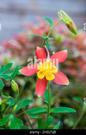 Gros plan de Aquilegia skinneri Tequile Sunrise fleur et bourgeons non ouverts en été une vivace entièrement durcie aussi appelé Columbine ou Grannys Bonnet Banque D'Images