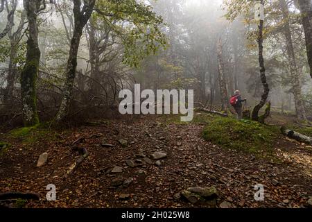 Sentier de randonnée dans les Vosges près de Linthal, France Banque D'Images