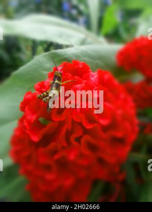 sauterelle sur fleur rouge, sur fond vert et feuilles Banque D'Images