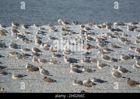 Beaucoup de goélands assis et debout sur des îles de sel au crépuscule dans l'étang A15 au parc du comté d'Alviso Marina, qui fait partie de la réserve naturelle nationale Don Edwards Banque D'Images
