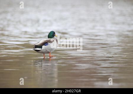 Un drake tout doux debout dans une eau étincelante Banque D'Images