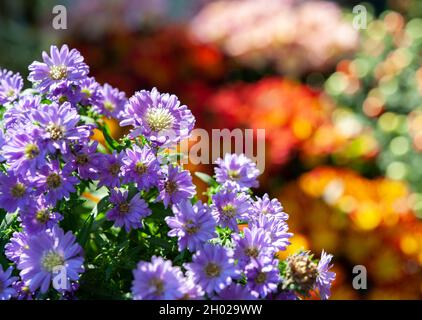 Têtes de fleurs violettes Aster.Arrière-plan flou coloré. Banque D'Images