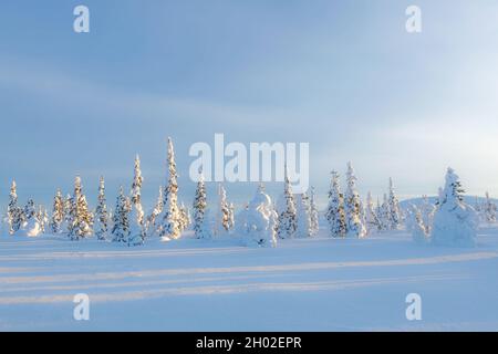 Arbres gelés sur la route Dalton, Alaska arctique Banque D'Images