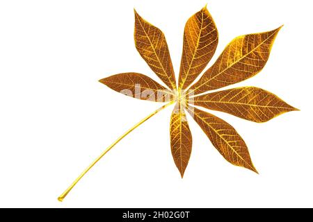 Feuilles d'or fond blanc isolé closeup, jaune métal feuille de manioc, décoration de fleur d'or, branche d'arbre, feuillage tropical, conception florale Banque D'Images