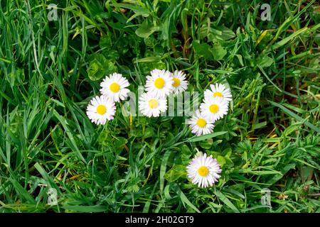 Marguerit blanc, fleurs de Marguerite dans le jardin. Fleurs décoratives sur le site Banque D'Images