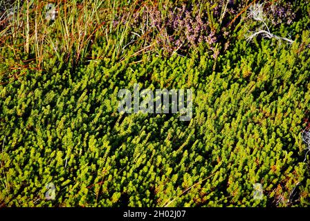 Flore sur l'île de l'archipel de Fjällbacka, sur la côte ouest de la Suède. Banque D'Images