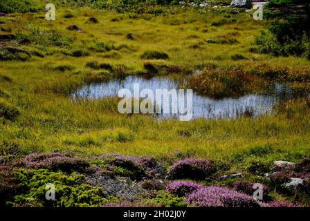 Bassin d'eau de pluie sur l'île de l'archipel de Fjällbacka, sur la côte ouest suédoise Banque D'Images