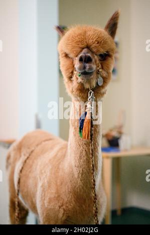 Rudolstadt, Allemagne.23 septembre 2021.Un alpaga se tient dans le couloir de la maison de retraite, rendant visite aux aînés dans leur chambre.Alpacas et lamas visitent les résidents de la maison de retraite à Rudolstadt.Avec les animaux, une promotion et une thérapie protégées par les animaux sont possibles.(À dpa 'ce n'est pas seulement des enfants ' - Alpacas et lamas dans la maison des personnes âgées') Credit: Vogl Daniel/dpa/Alay Live News Banque D'Images
