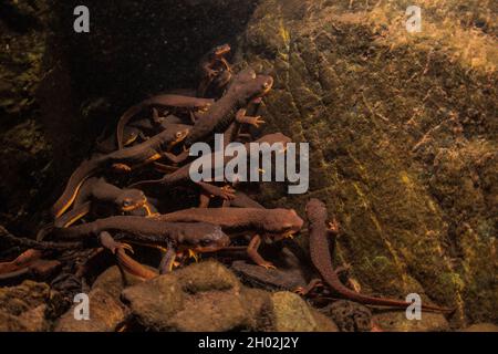 Les nouveaux-venus de Californie (Taricha torosa) se regroupent sous l'eau pour se reproduire.Ces salamandres aquatiques se rassemblent pendant la saison de reproduction pour se reproduire. Banque D'Images