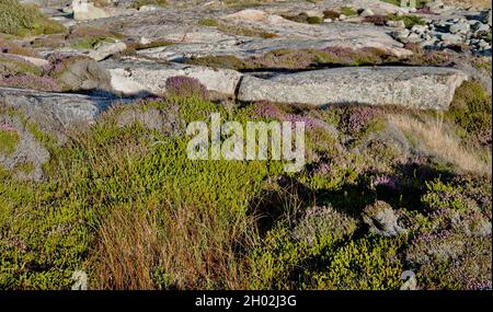 Sur les îles de l'archipel de Fjällbacka, sur la côte ouest suédoise Banque D'Images