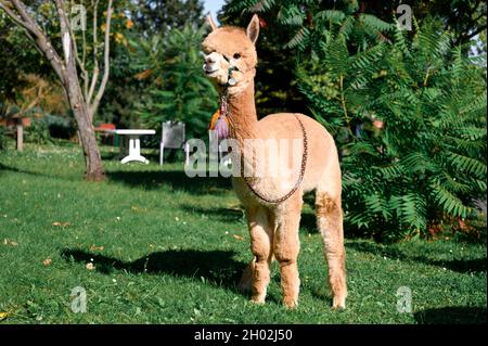 Rudolstadt, Allemagne.23 septembre 2021.Un alpaga se trouve dans le jardin de la maison de retraite.Alpacas et lamas visitent les résidents de la maison de retraite à Rudolstadt.Avec les animaux, la promotion et la thérapie protégées par les animaux sont possibles.(À dpa 'qui ne ravit pas seulement les enfants' - Alpacas et Llamas dans la maison de retraite') Credit: Vogl Daniel/dpa/Alay Live News Banque D'Images