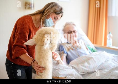 Rudolstadt, Allemagne.23 septembre 2021.Une alpaga visite Erika Stiehm (r) dans sa chambre.Michelle Dinter (M), spécialiste de l'intervention assistée par des animaux, accompagne le contact.Alpacas et lamas visitent les résidents de la maison de retraite à Rudolstadt.Avec les animaux, un soutien et une thérapie assistés par les animaux sont possibles.(À dpa 'cela ne fait pas seulement plaisir aux enfants' - Alpacas et lamas dans la maison de retraite') Credit: Vogl Daniel/dpa/Alay Live News Banque D'Images
