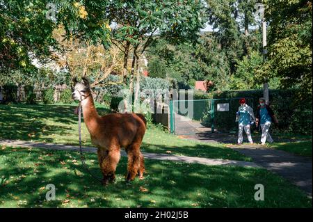 Rudolstadt, Allemagne.23 septembre 2021.Une lama marche à travers le jardin de la maison de retraite.Deux infirmières marchent en arrière-plan.Alpacas et lamas visitent les résidents de la maison de retraite à Rudolstadt.Avec les animaux, une promotion et une thérapie protégées par les animaux sont possibles.(À dpa 'ce n'est pas seulement des enfants ' - Alpacas et Llamas dans la maison de retraite') Credit: Vogl Daniel/dpa/Alay Live News Banque D'Images