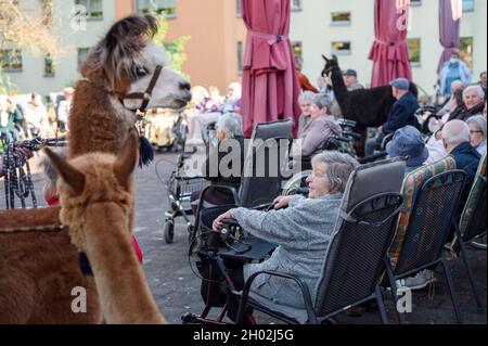 Rudolstadt, Allemagne.23 septembre 2021.Un lama et un alpaga se déplacent sur la terrasse entre les résidents de la maison de retraite.Alpacas et lamas visitent les résidents de la maison de retraite à Rudolstadt.Avec les animaux, une promotion et une thérapie protégées par les animaux sont possibles.(À dpa 'qui ne ravit pas seulement les enfants' - Alpacas et Llamas dans la maison de retraite') Credit: Vogl Daniel/dpa/Alay Live News Banque D'Images