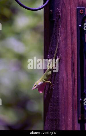 Un Anole de Caroline masculine affiche un bassin de rosée par la poste le jour du soleil Banque D'Images