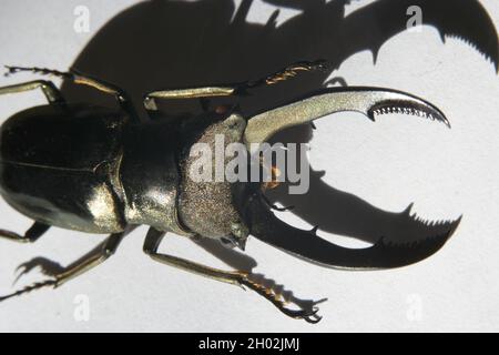 Macro coléoptère doré Cyclommatus metalifer finae sur fond blanc Banque D'Images