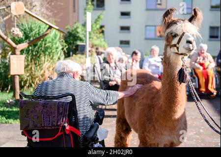 Rudolstadt, Allemagne.23 septembre 2021.Un résident de la maison de retraite a un lama.Alpacas et lamas visitent les résidents de la maison de retraite à Rudolstadt.Avec les animaux, un soutien et une thérapie soutenus par les animaux sont possibles.(À dpa 'qui ne ravit pas seulement les enfants' - Alpacas et Llamas dans la maison de retraite') Credit: Vogl Daniel/dpa/Alay Live News Banque D'Images