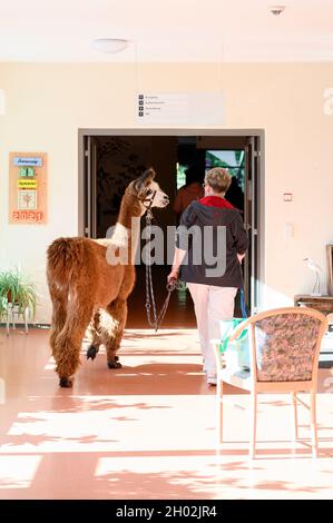 Rudolstadt, Allemagne.23 septembre 2021.Une lama marche avec un soignant dans le couloir de la maison de retraite.Alpacas et lamas visitent les résidents de la maison de retraite à Rudolstadt.Avec les animaux, un soutien et une thérapie soutenus par les animaux sont possibles.(À dpa 'ce n'est pas seulement des enfants ' - Alpacas et Llamas dans la maison de retraite') Credit: Vogl Daniel/dpa/Alay Live News Banque D'Images