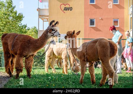Rudolstadt, Allemagne.23 septembre 2021.Un lama (l) et un alpaga (r) se rapprochent dans le jardin de la maison de retraite.Alpacas et lamas visitent les résidents de la maison de retraite à Rudolstadt.Avec les animaux, la promotion et la thérapie protégées par les animaux sont possibles.(À dpa 'ce n'est pas seulement des enfants ' - Alpacas et lamas dans la maison de retraite') Credit: Vogl Daniel/dpa/Alay Live News Banque D'Images