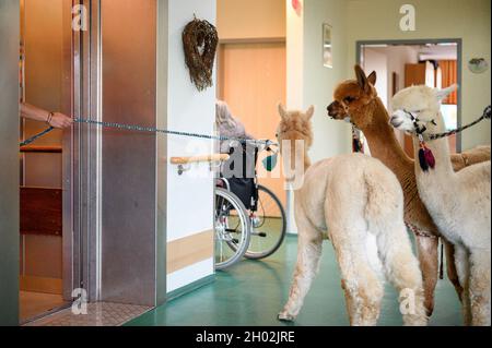 Rudolstadt, Allemagne.23 septembre 2021.Les alpacas prennent l'ascenseur au jardin après leur visite au 4ème étage de la maison de retraite.Alpacas et lamas visitent les résidents de la maison de retraite à Rudolstadt.Avec les animaux, une promotion et une thérapie protégées par les animaux sont possibles.(À dpa 'ce n'est pas seulement des enfants ' - Alpacas et Llamas dans la maison de retraite') Credit: Vogl Daniel/dpa/Alay Live News Banque D'Images