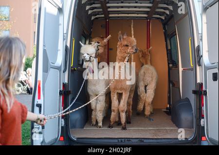 Rudolstadt, Allemagne.23 septembre 2021.Michelle Dinter (l), spécialiste de l'intervention avec l'aide des animaux, encourage les alpagas à sortir de la camionnette.Alpacas et lamas visitent les résidents de la maison de retraite à Rudolstadt.L'intervention et la thérapie avec l'aide des animaux sont possibles avec les animaux.(À dpa 'cela ne fait pas seulement plaisir aux enfants' - Alpacas et lamas dans la maison de retraite') Credit: Vogl Daniel/dpa/Alay Live News Banque D'Images