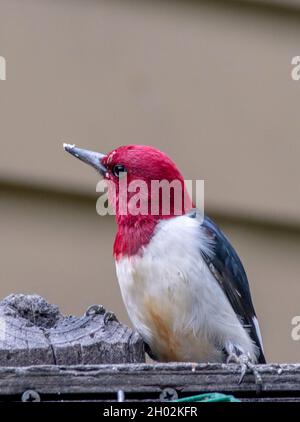 portrait de profil d'un pic à tête rouge dans un nord Arrière-cour de l'Amérique Banque D'Images