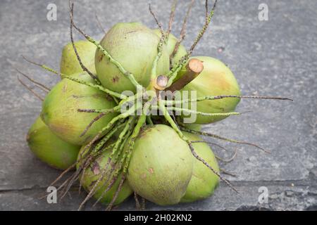 Paume de la noix de coco sur le fond du sol en ciment Banque D'Images