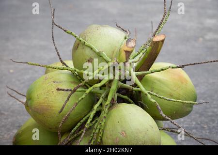 Paume de la noix de coco sur le fond du sol en ciment Banque D'Images