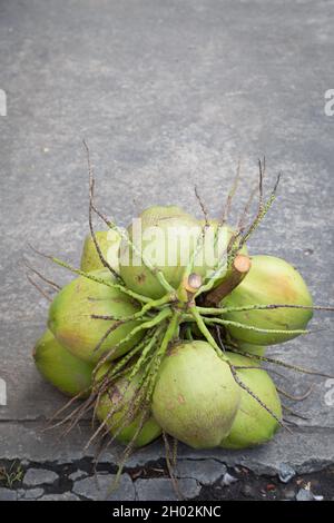 Paume de la noix de coco sur le fond du sol en ciment Banque D'Images