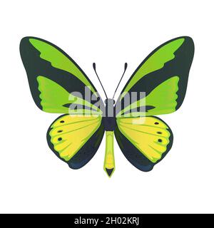 Le grand papillon tropical coloré, l'ornitoptera papilionidae, isolé sur fond blanc. Illustration de Vecteur