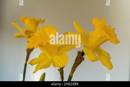 Fleurs de jonquille (Narcisse), macro de trois jonquilles jaunes dorées se détachant sur un fond gris Uni, toutes orientées vers des directions différentes Banque D'Images