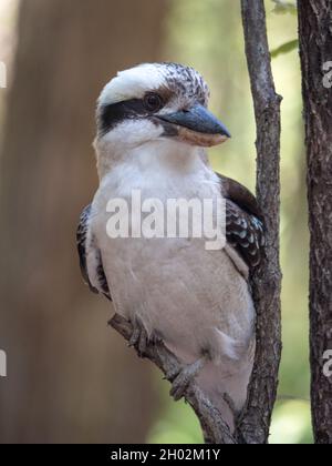 Kookaburra près d'un Kingfisher, ou rire Kookaburra, un oiseau australien indigène, perché sur une branche d'arbre dans un cadre de Bush paysage. Iconique. Banque D'Images